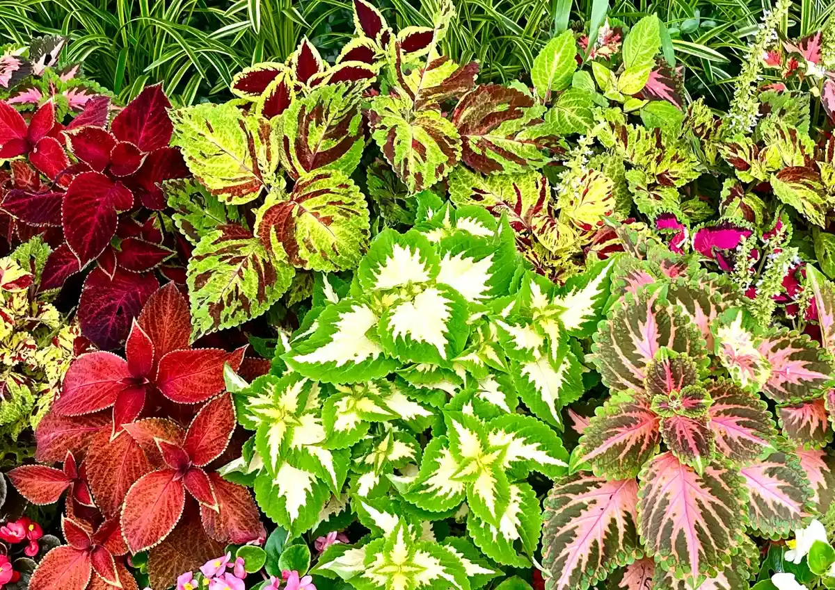 Coleus: planta care adaugă culoare vibrantă în grădina ta
