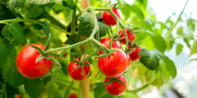 Creșterea propriei grădini de salsa