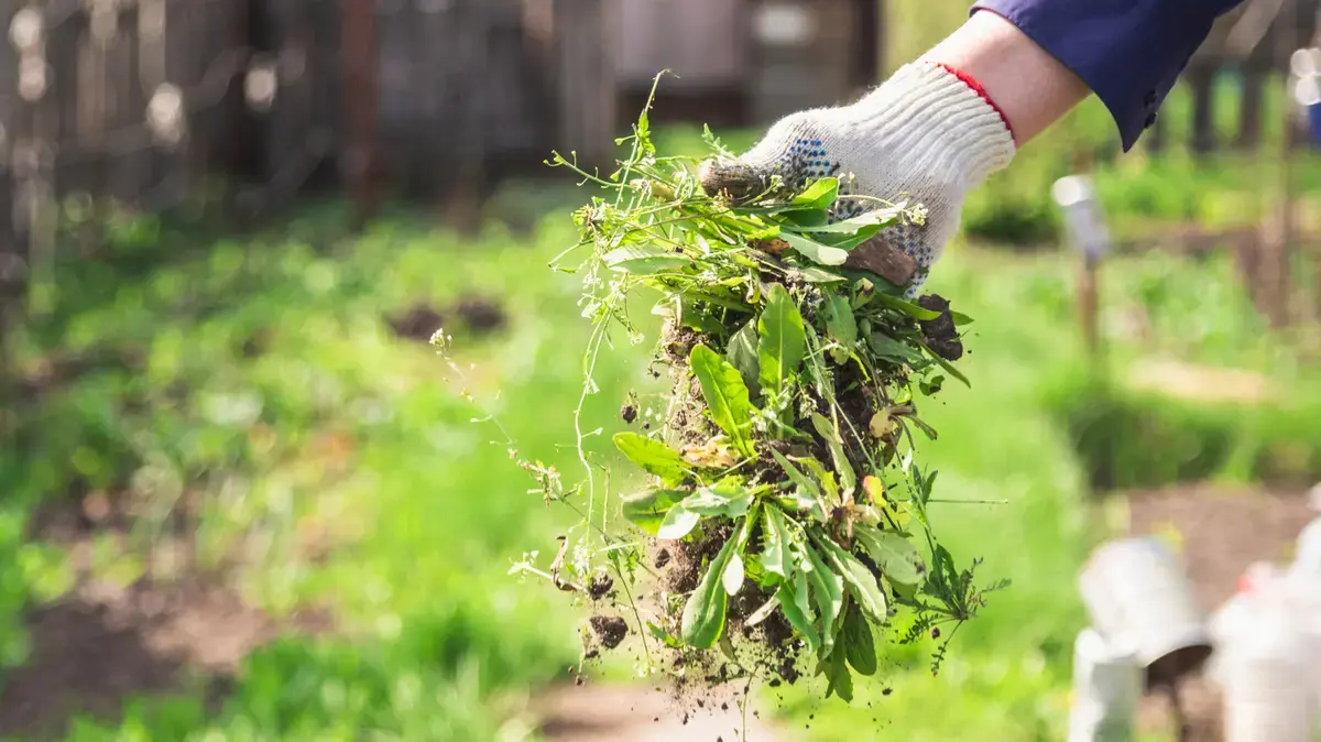 Culturile de acoperire: Scutul natural împotriva buruienilor la sfârșit de vară