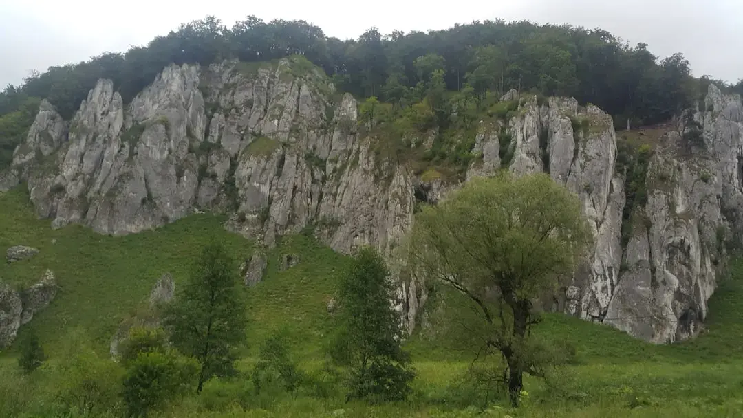 Cum să scapi de gândacii de bucătărie: semne de infestare și soluții eficiente