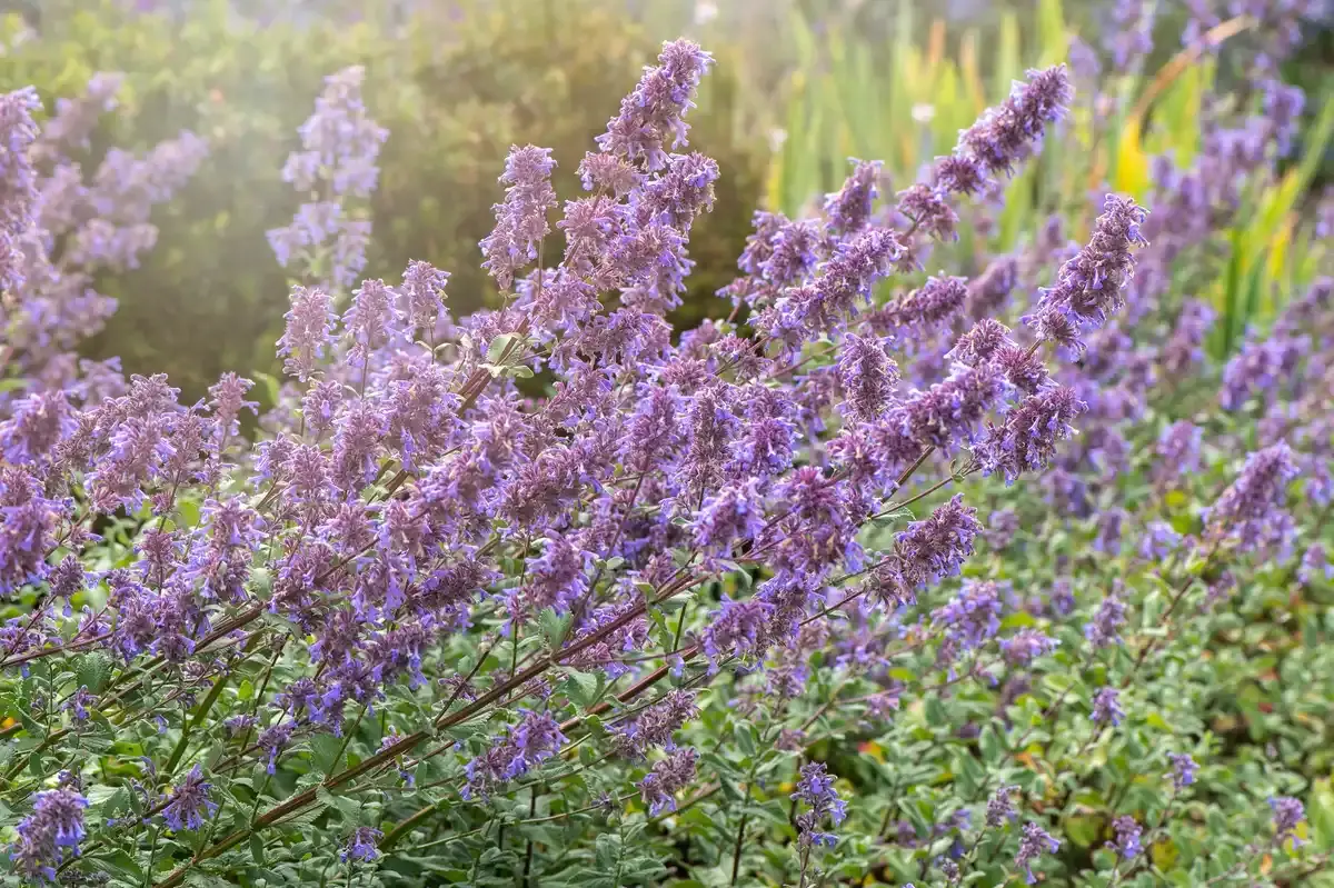 Cum să se pruneze menta pentru a face o a doua floare după înflorire