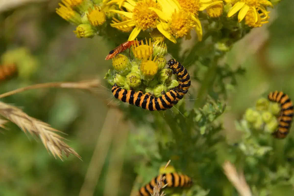 Grădina fără dăunători: Soluții naturale împotriva păduchilor