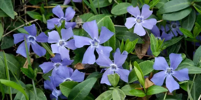 Grădini în umbră: cum să le transformi într-un paradis verde