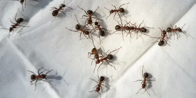 Mântușile de la bucătărie pot elimina furnicile