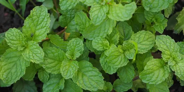 Menta de vară: Aroma și beneficiile unei plante indispensabile