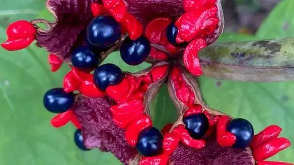 Patru decenii de evoluție botanică într-un peisaj din Pennsylvania