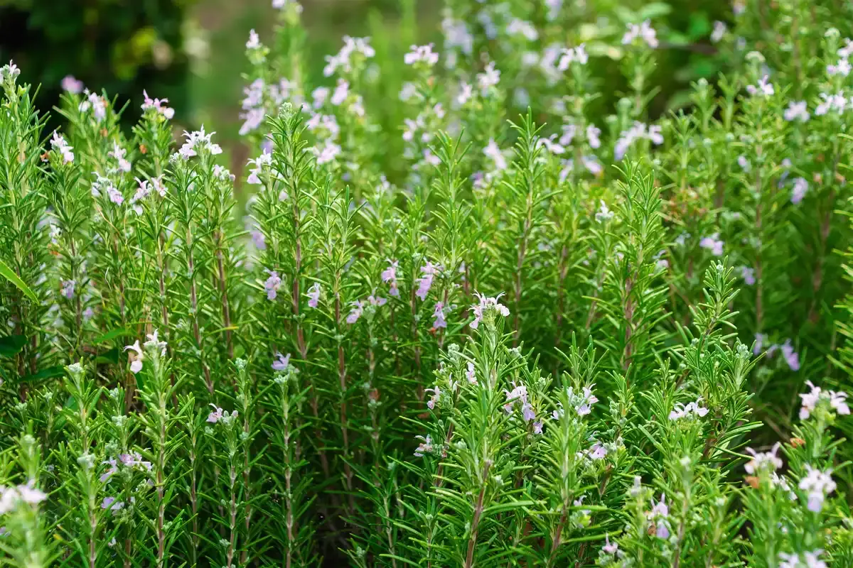 Plante care resping țânțarii: soluții naturale pentru grădinari