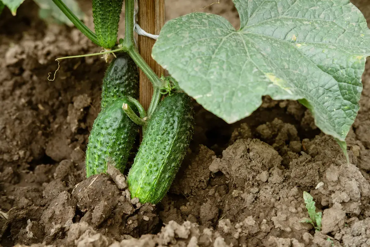 Recoltă bogată de castraveți: Secretul stă în plantele însoțitoare
