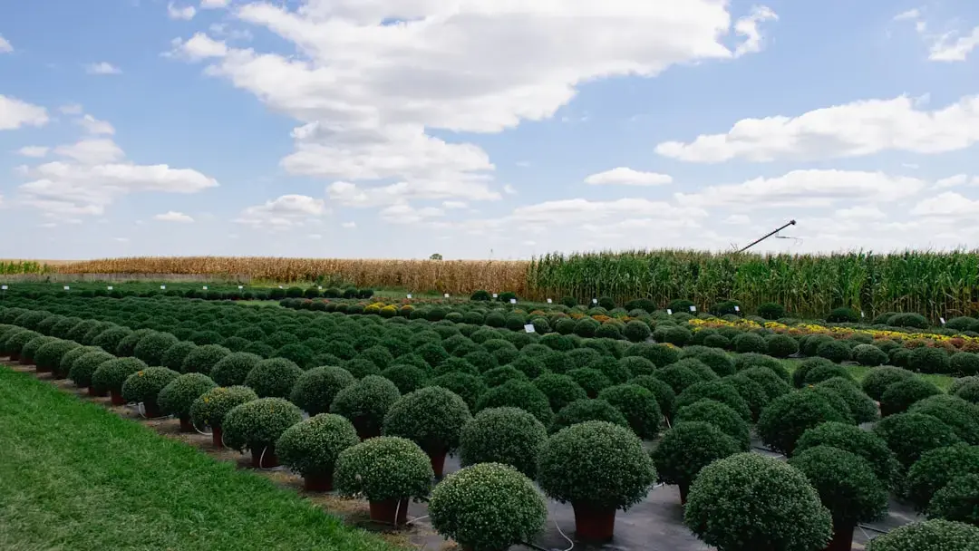 Topiary domina peisajul din Grădina Beavercreek a lui David