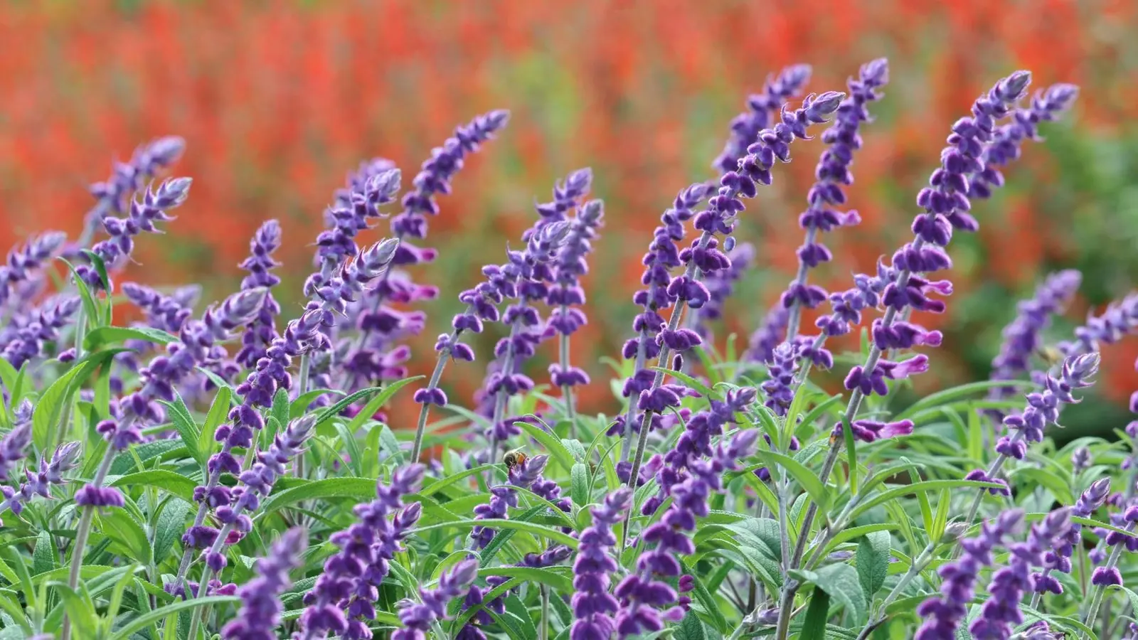 7 flori de toamnă ușor de cultivă și spectaculoase