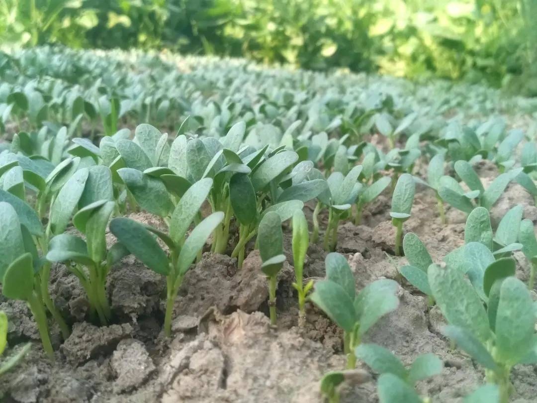 Când să aduci plantele de casă în interior și cum să le păstrezi sănătoase toată iarna