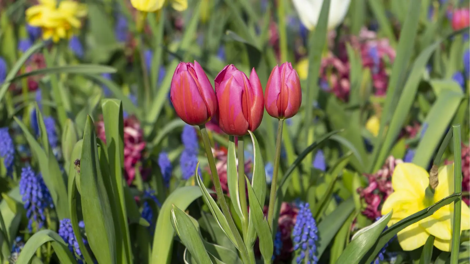 Soluția ingenioasă pentru a nu pierde urmele florilor de primăvară