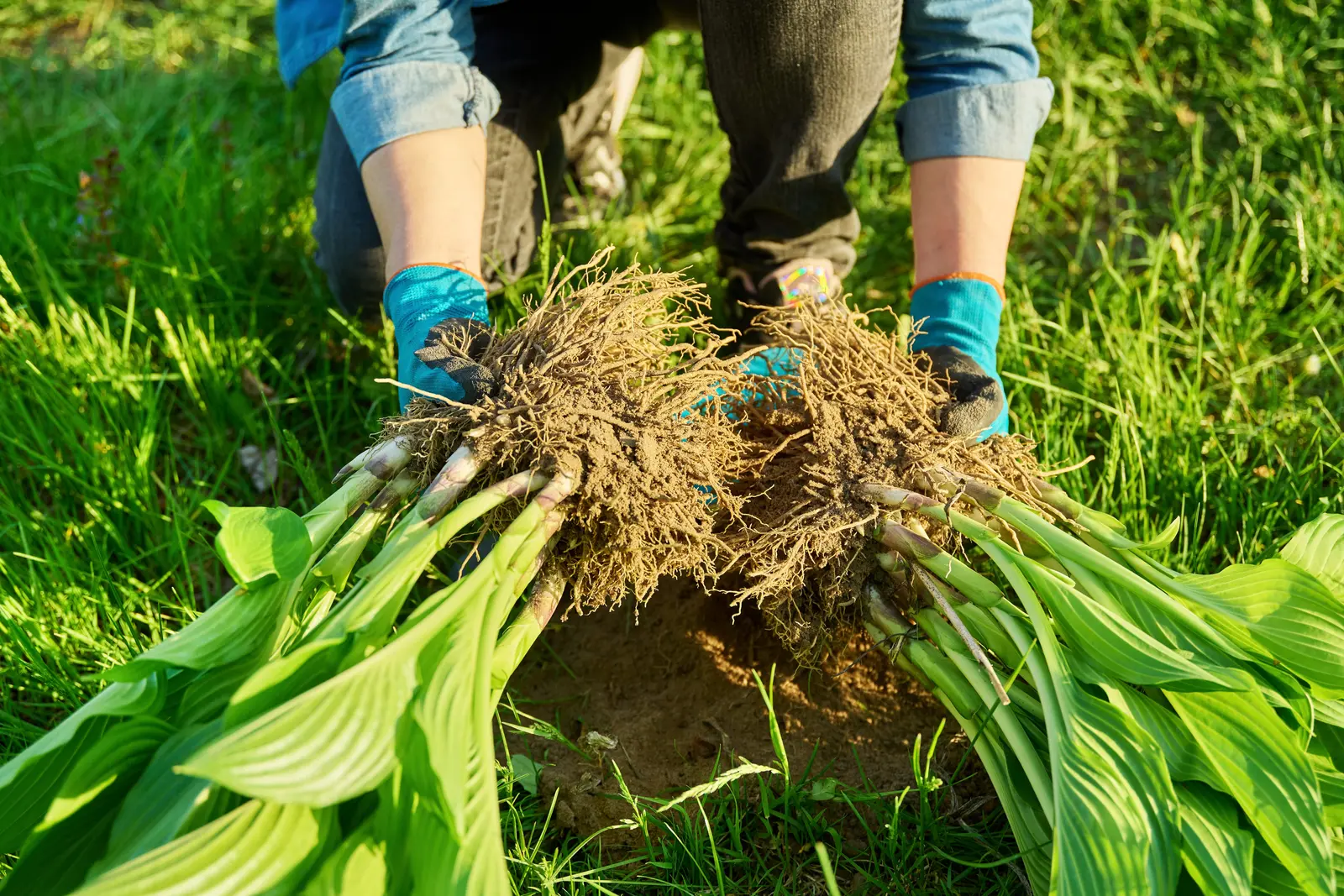 Când și cum să împărțim plantele perene pentru o grădină sănătoasă