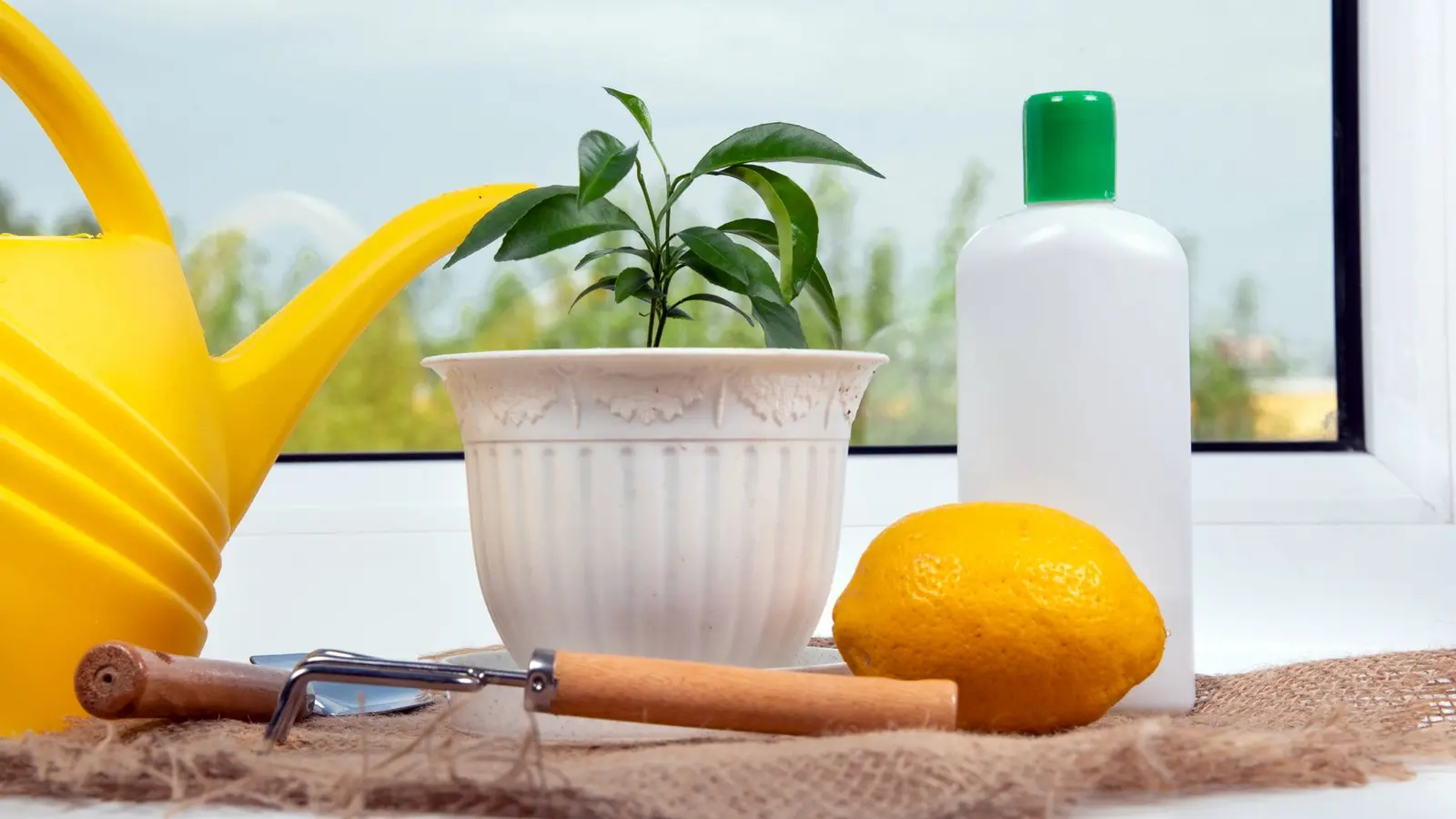 Cum transformi resturile din bucătărie în plante verzi pe pervaz