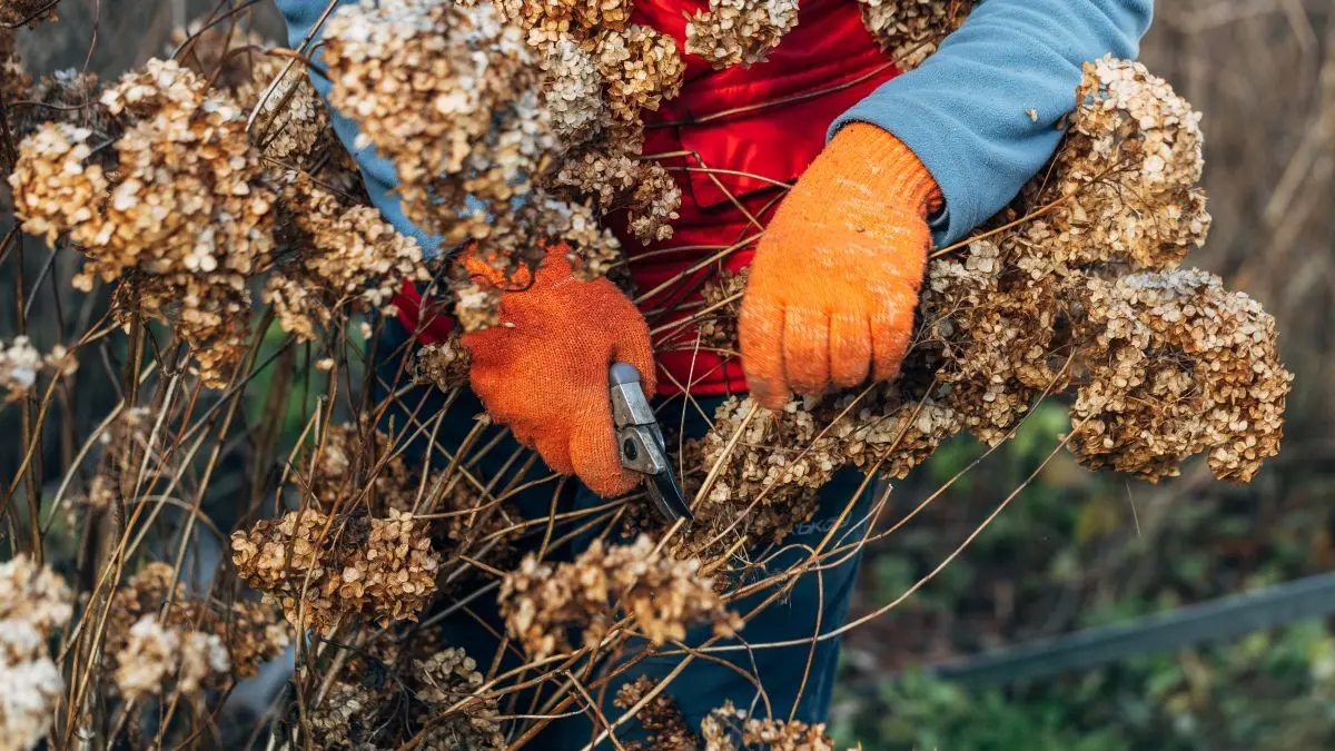 De ce nu trebuie să taie grădinarii plantele moarte în toamnă