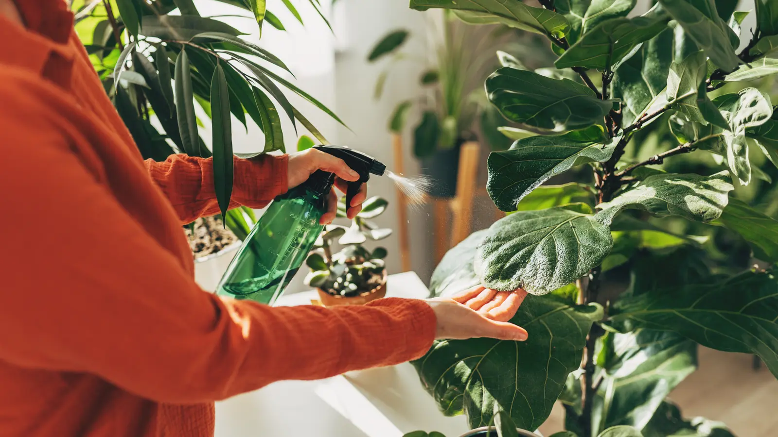 De ce soțul meu, grădinar de profesie, își cumpără mereu plantele de interior de la IKEA
