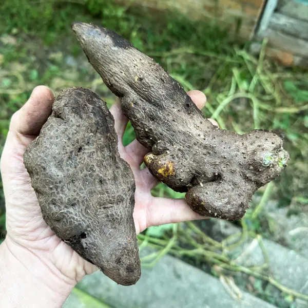 Descoperirea bulbulețelor gigantice de Dioscorea alata în grădina Grocery Row