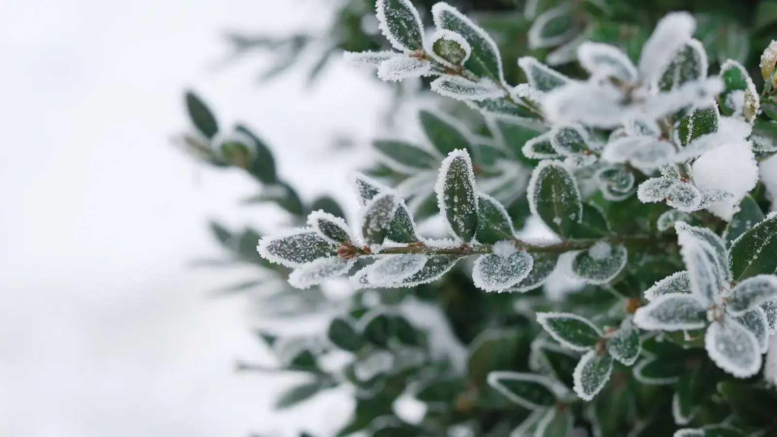 Geri în grădină: cum salvăm plantele de toamnă