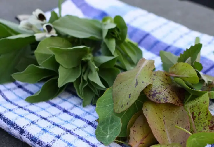 Grădina de toamnă: 7 legume care te salvează iarna