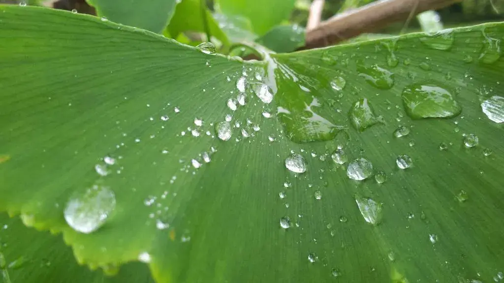 O oază verde pe două niveluri în Bethesda