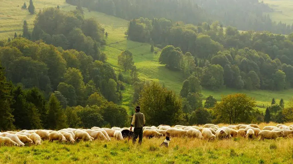 Grădina vibrantă de pe colină a lui Rachel din Atlanta