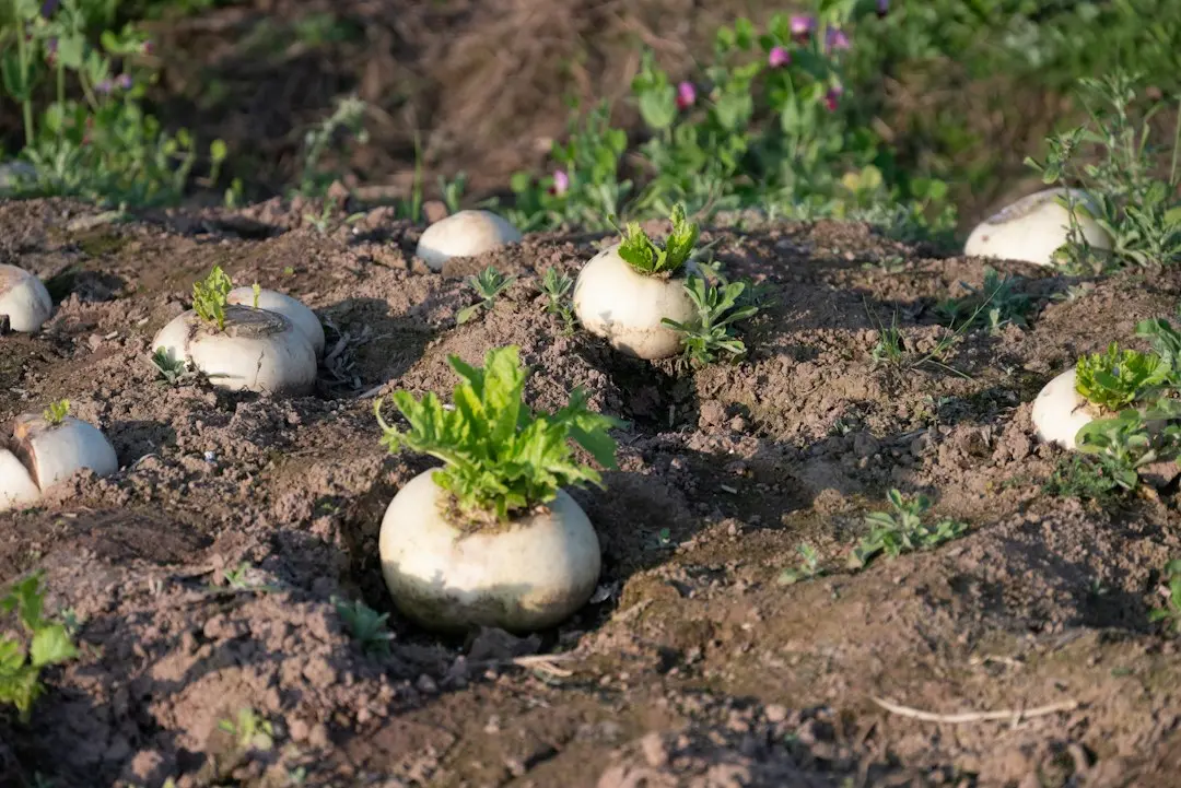 Plantarea turnipului în grădina de toamnă