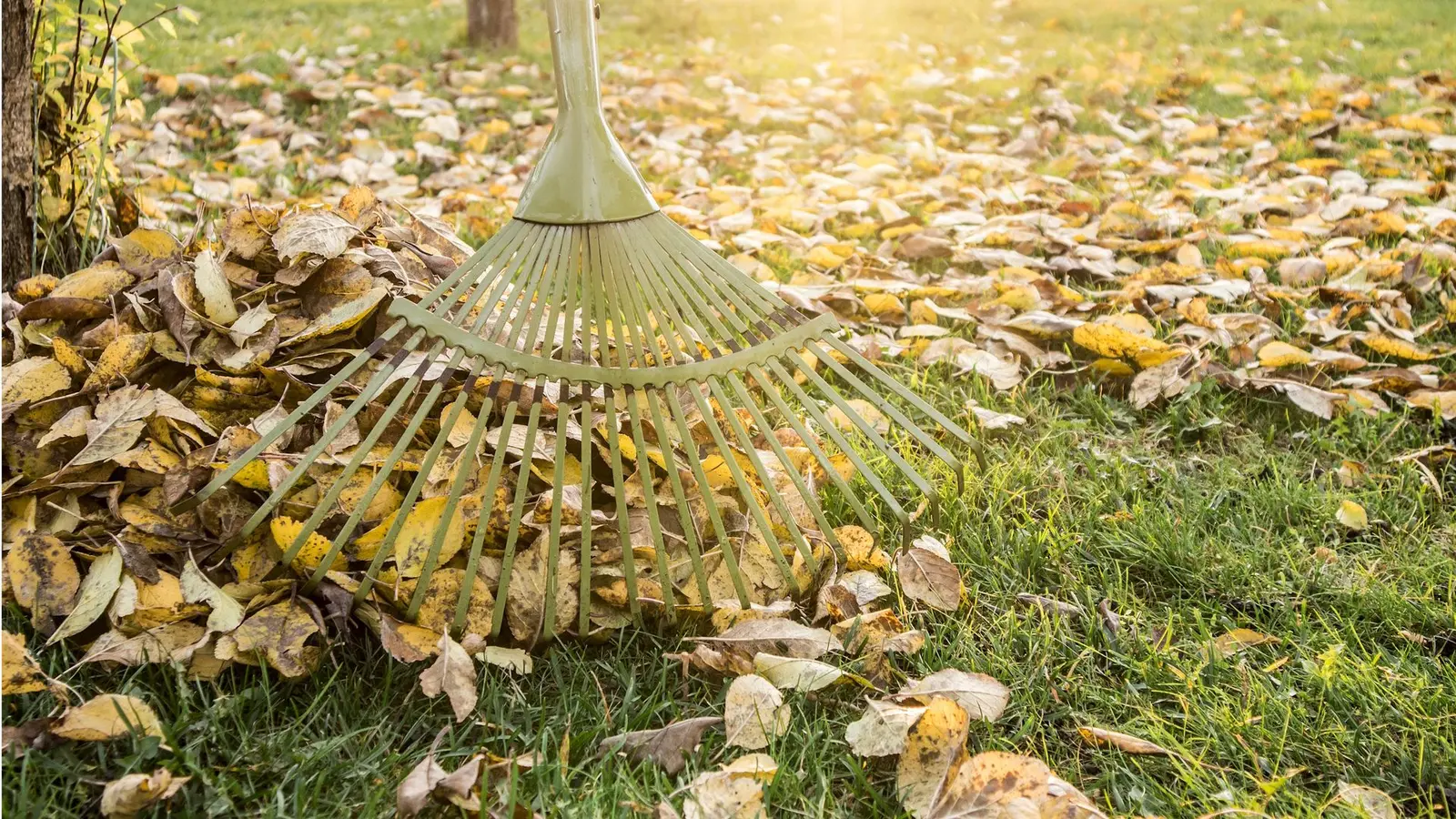 Frunzele se adună: scoopsul DoubleLeaf îți dublează eficiența în jumătate de timp